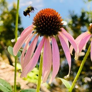 Meet your Posher, Squeaky Wheel